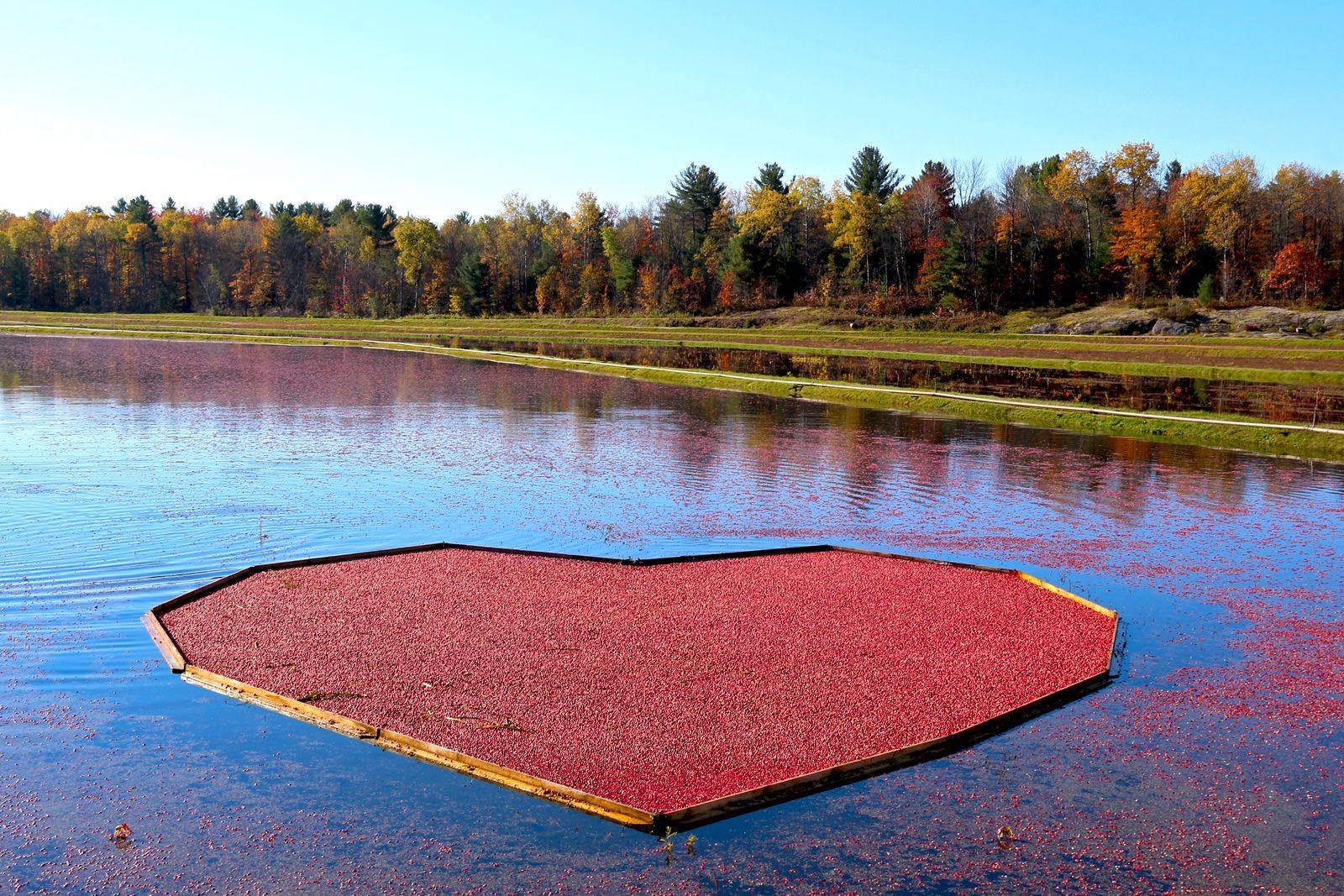 A heart made of cranberries is floating in a lake