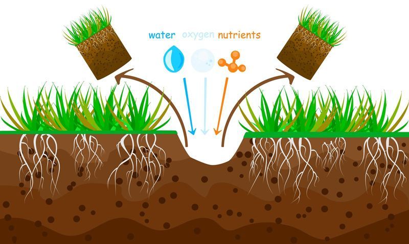 healthy lawn fertilizer program for western mass. homeowners