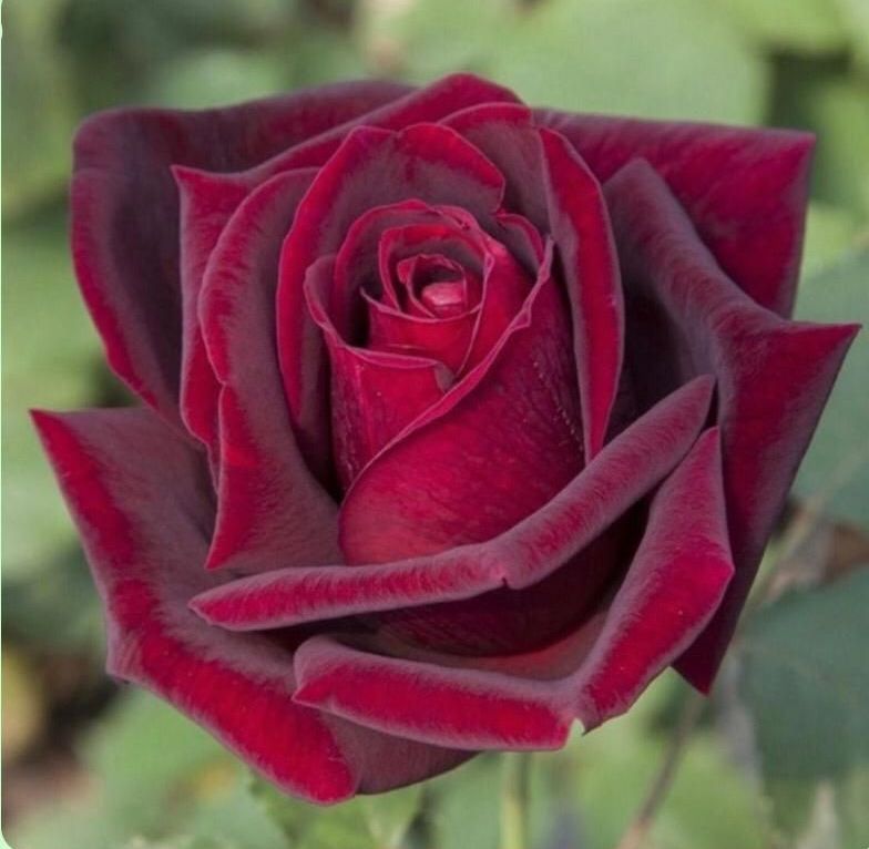 Un primer plano de una rosa roja con un fondo verde.