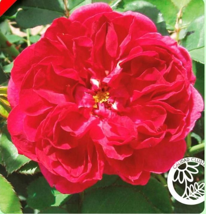 Un primer plano de una flor roja con un círculo alrededor que dice 
