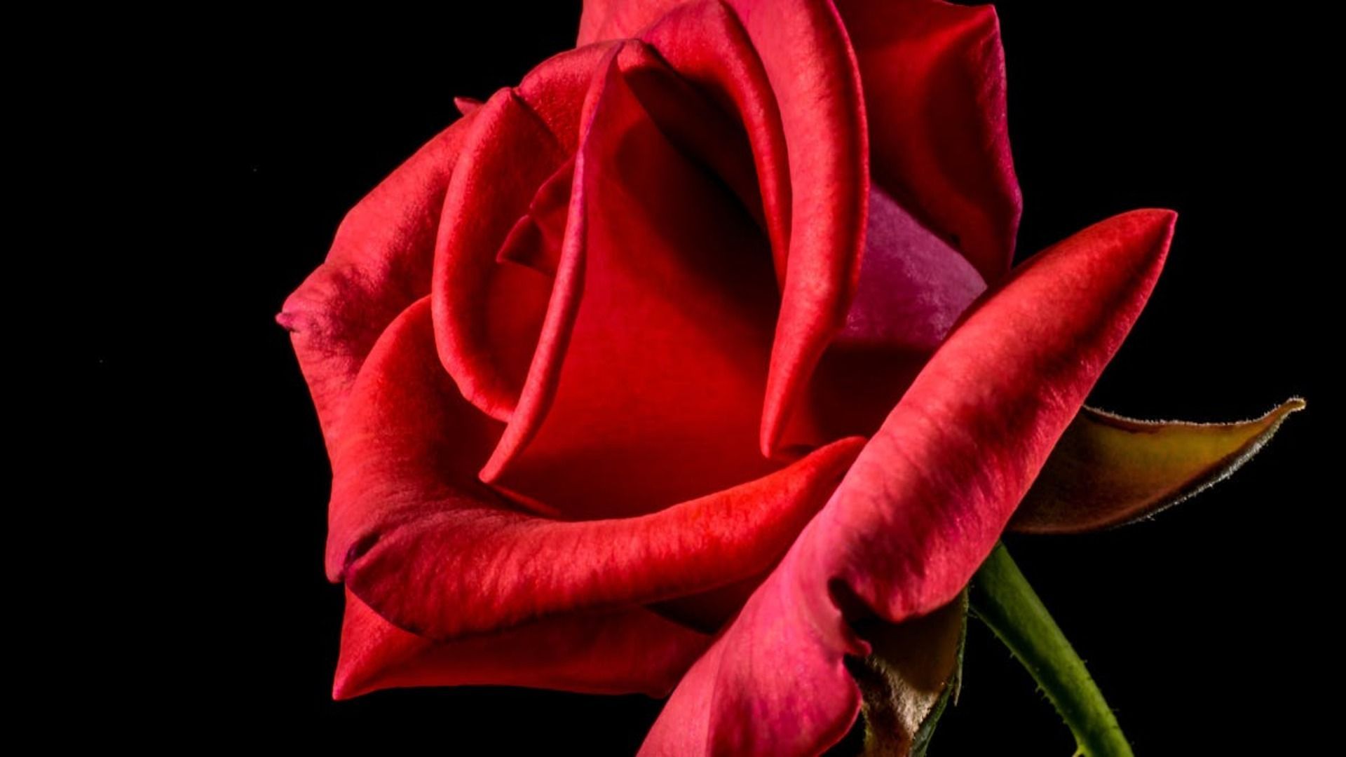 Un primer plano de una rosa roja sobre un fondo negro.
