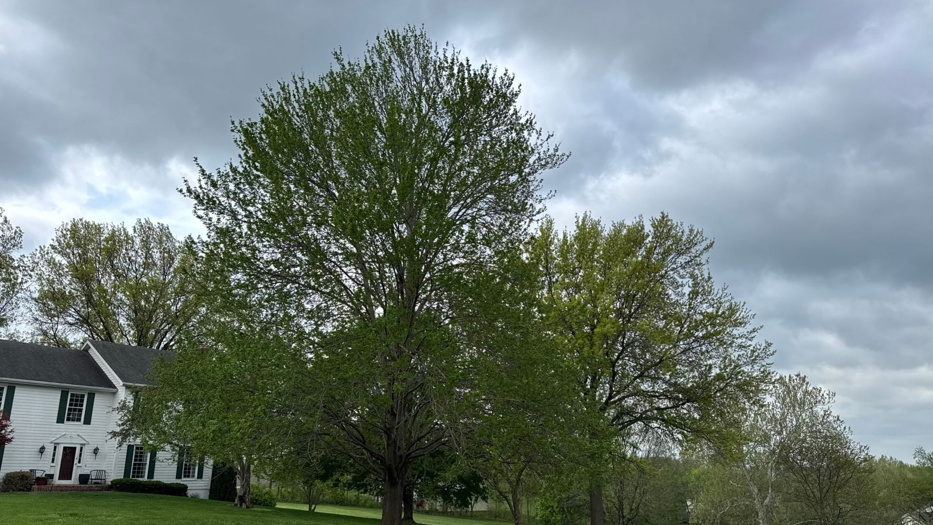 Stormy sky with big tree