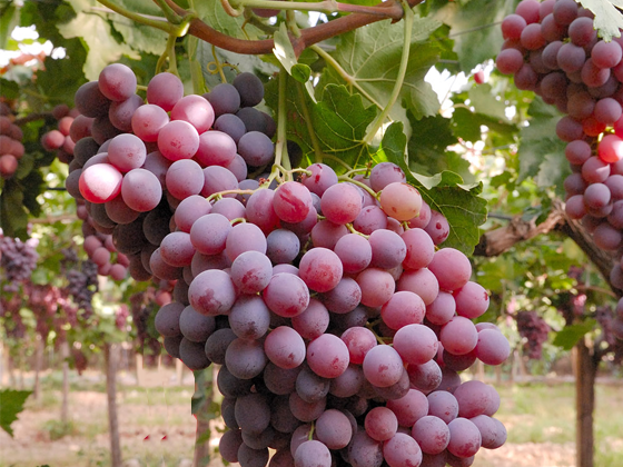 Wine farm