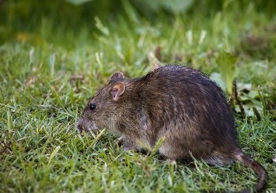 Ratto delle fogne