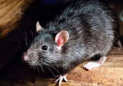 Ratto nero