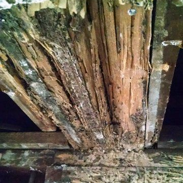 Termites In House — Upper Chichester, PA — DeRosa Exterminating Termites In House — Upper Chichester, PA — DeRosa Exterminating