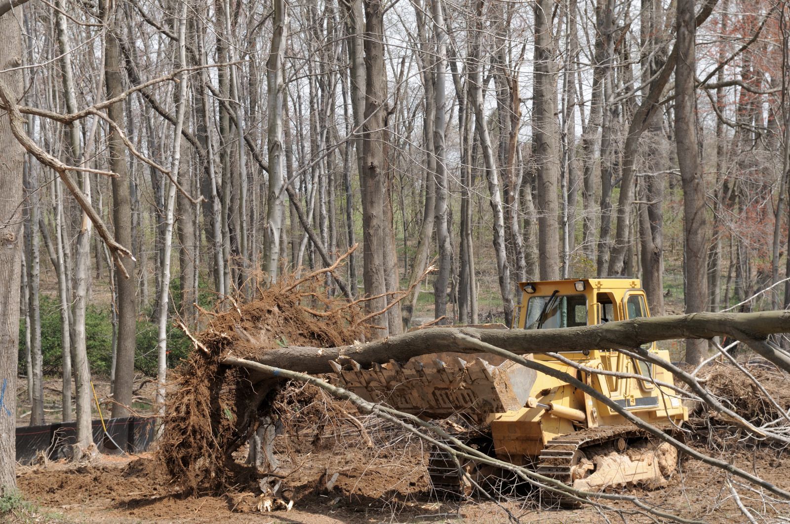 A bulldozer is cutting down a tree in the woods.