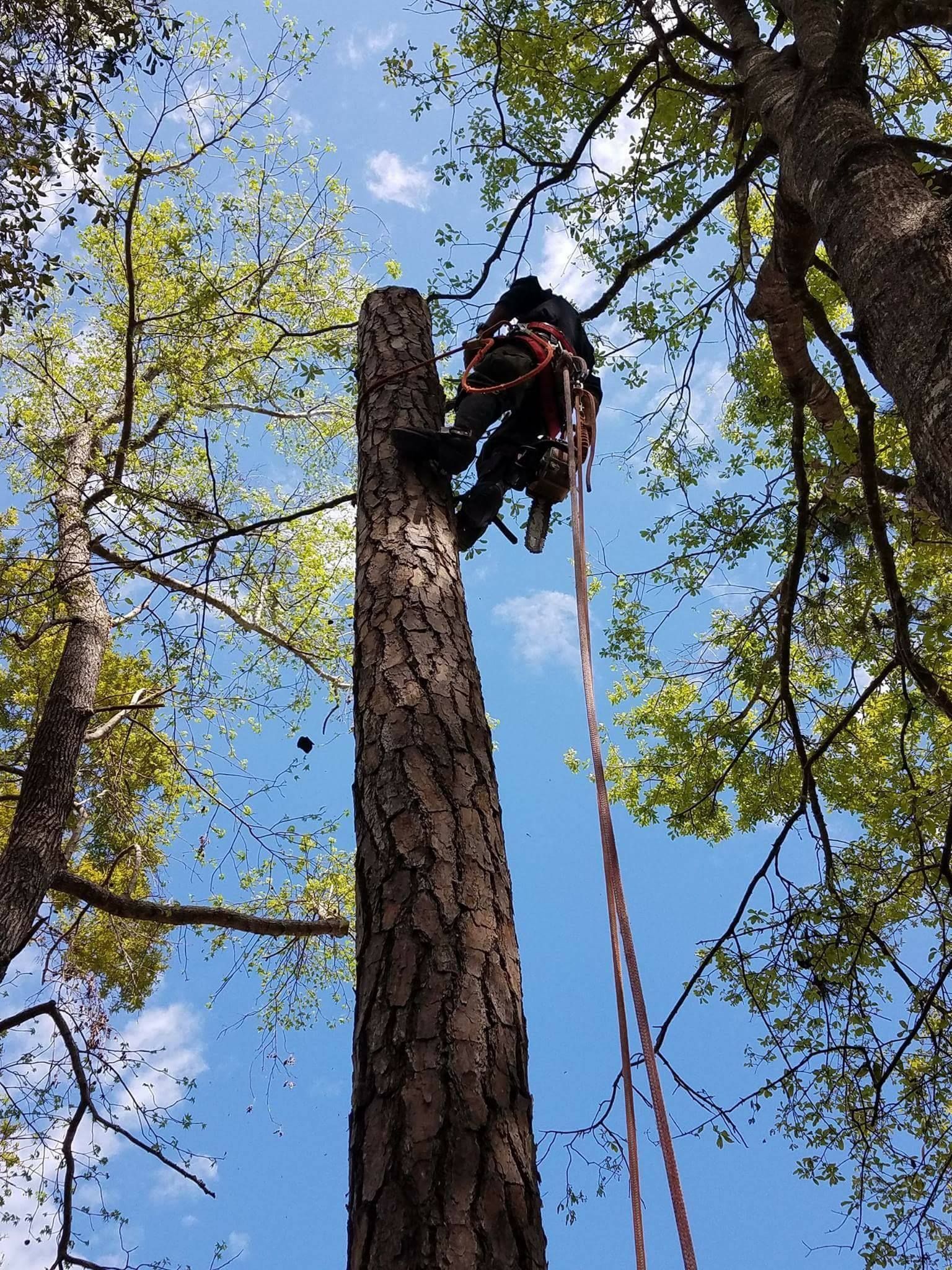 A man is climbing up a tree with a rope.