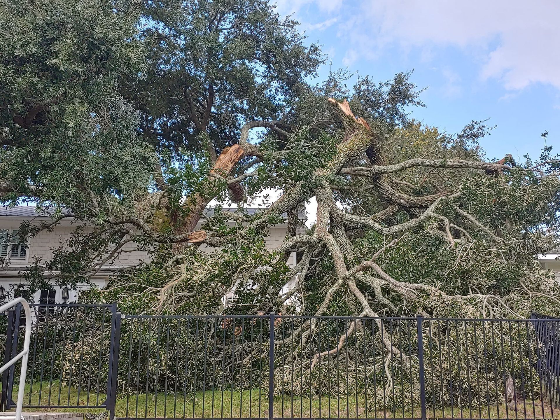 A tree that has fallen over a fence in front of a house.
