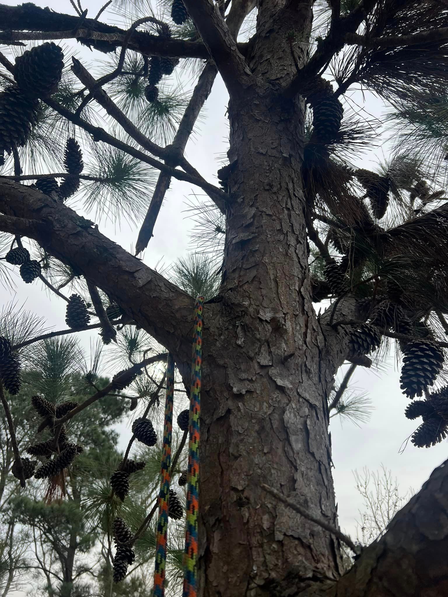 A tree with pine cones hanging from it and a rope hanging from it.