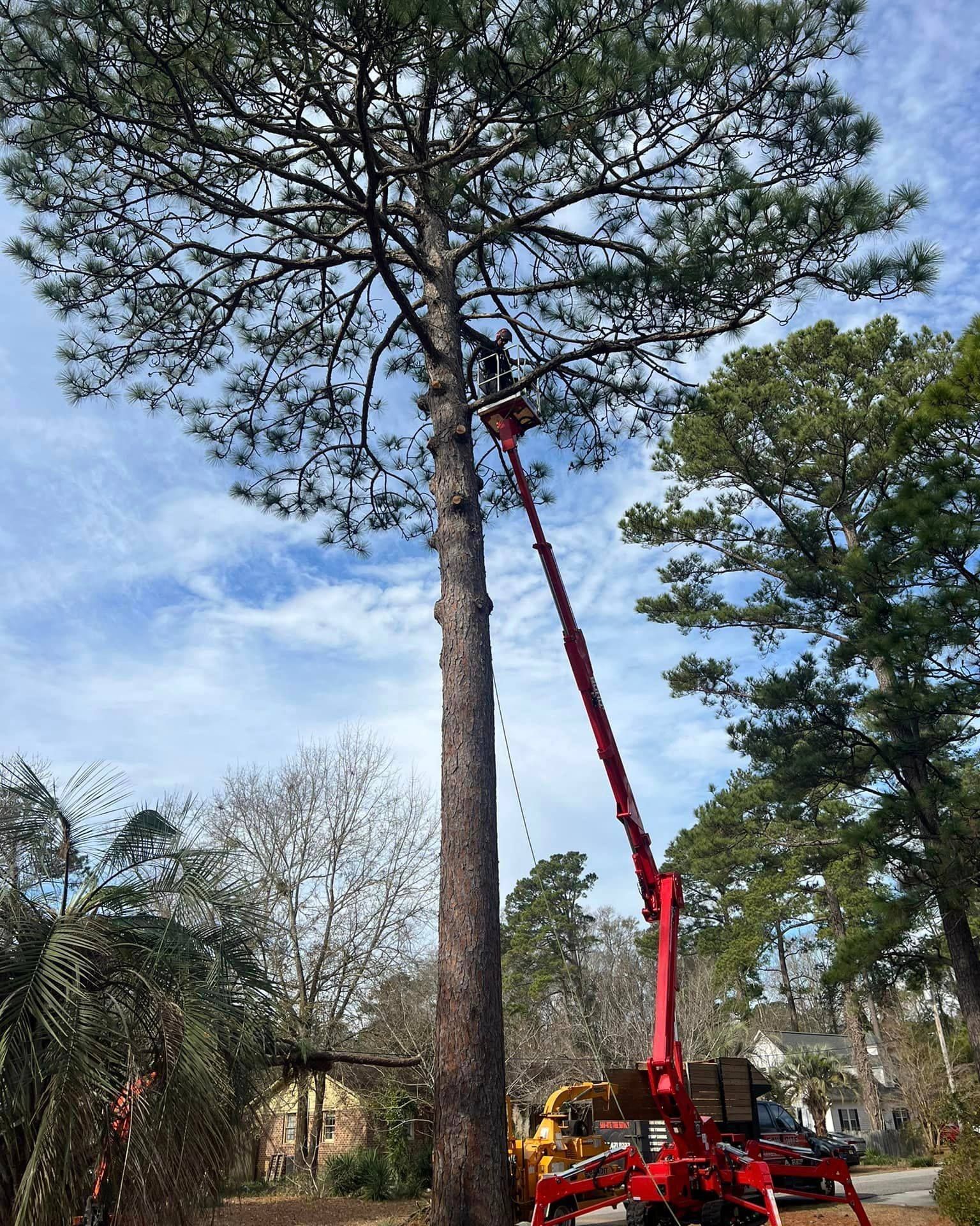 A man is cutting a tree with a crane.