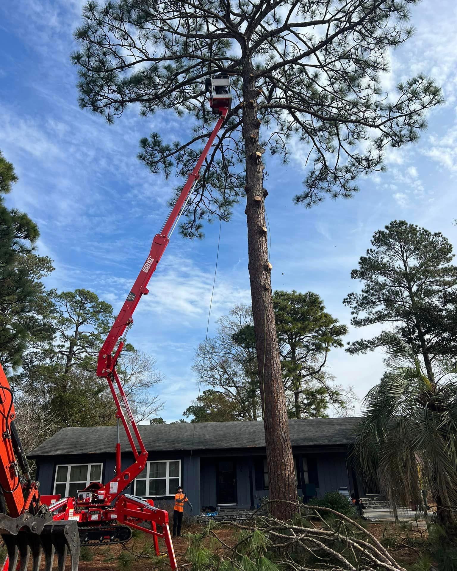 A crane is cutting a large pine tree in front of a house.