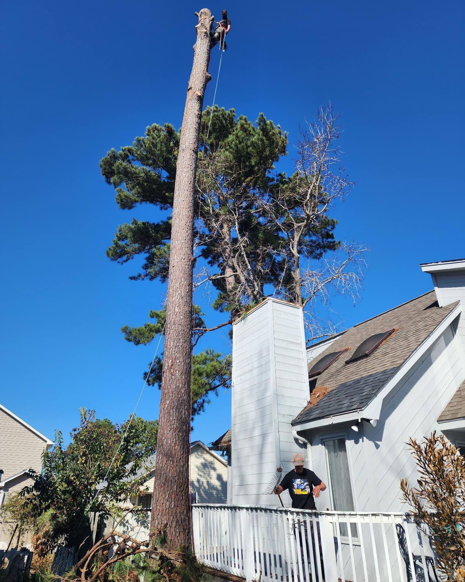 A man is standing on a balcony next to a large tree.