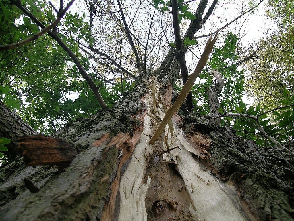 Looking up at a tree trunk split open and torn, with some green leaves visible above.