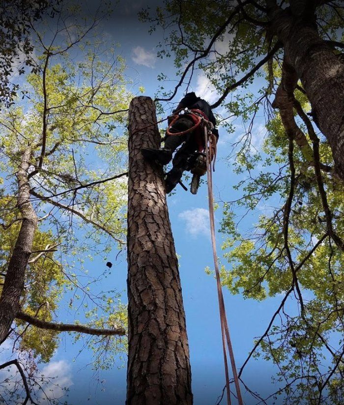 A man is climbing up a tree with a rope