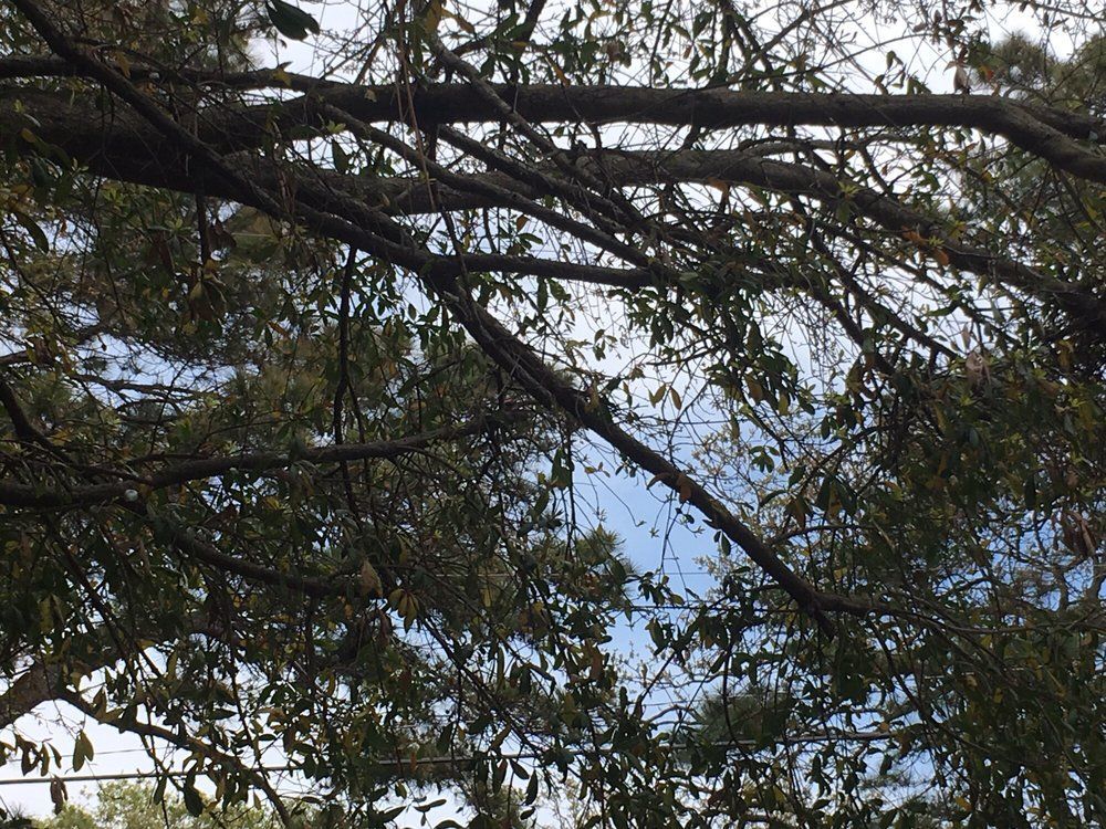 A tree with lots of branches and leaves against a blue sky