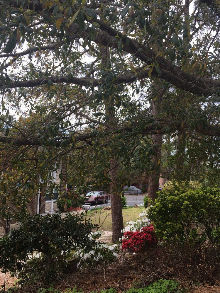 A tree with lots of leaves is in the middle of a park.