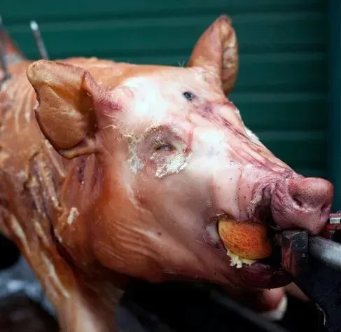 A pig is being cooked on a spit with an apple in its mouth.