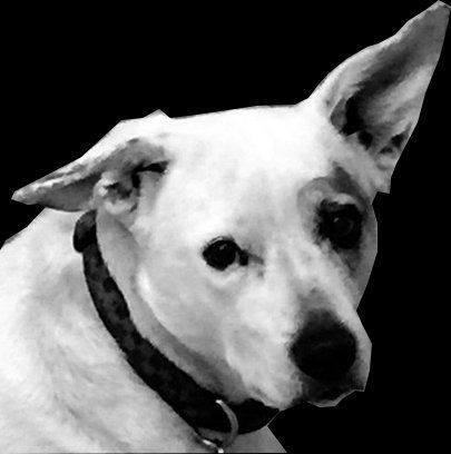 Black-and-white close-up of a small white dog with one ear raised, looking to the side