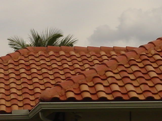 A tiled roof with a palm tree in the background