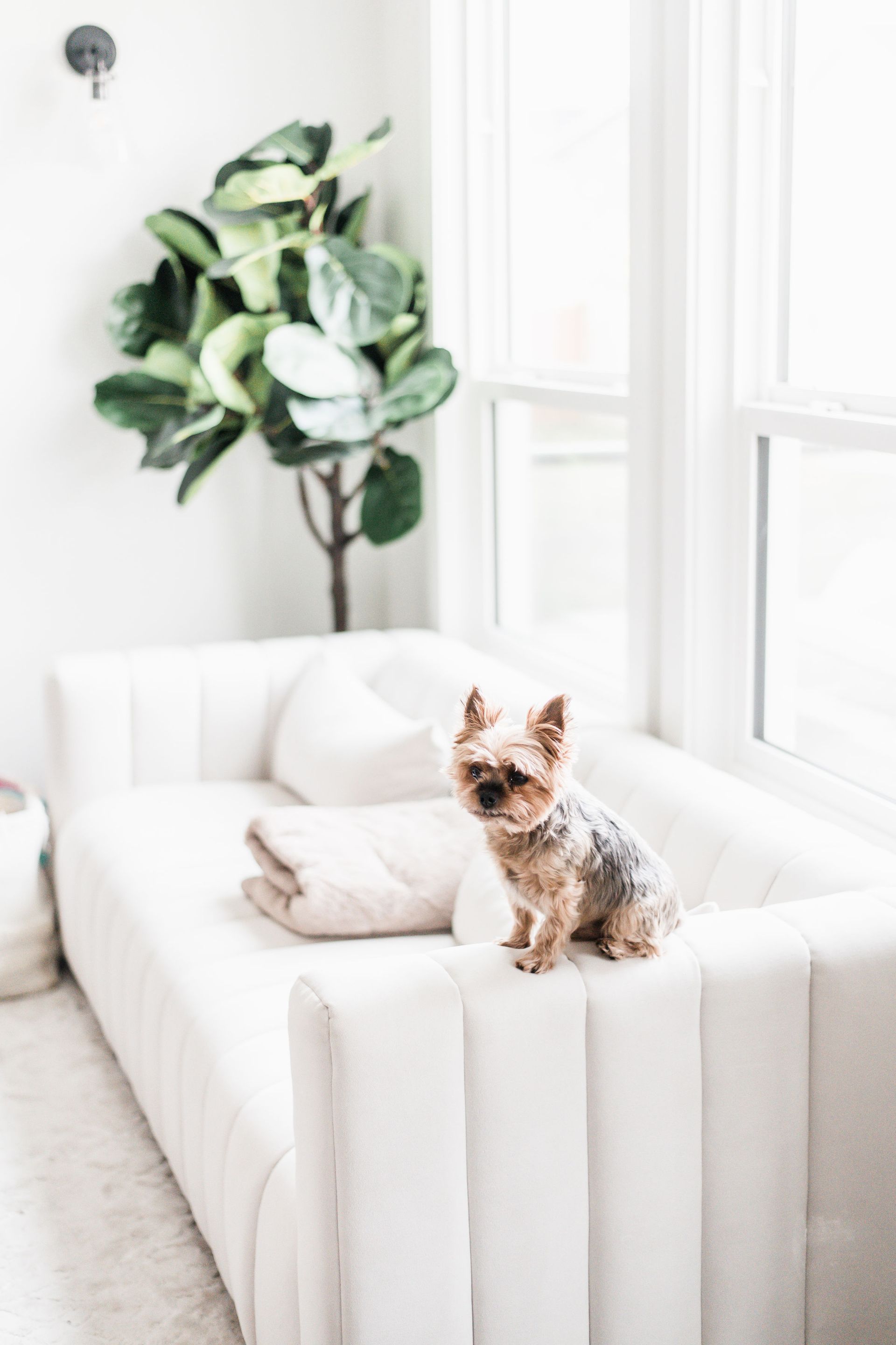 Yorkshire terrier sitting on a white sofa near a window and a potted plant.