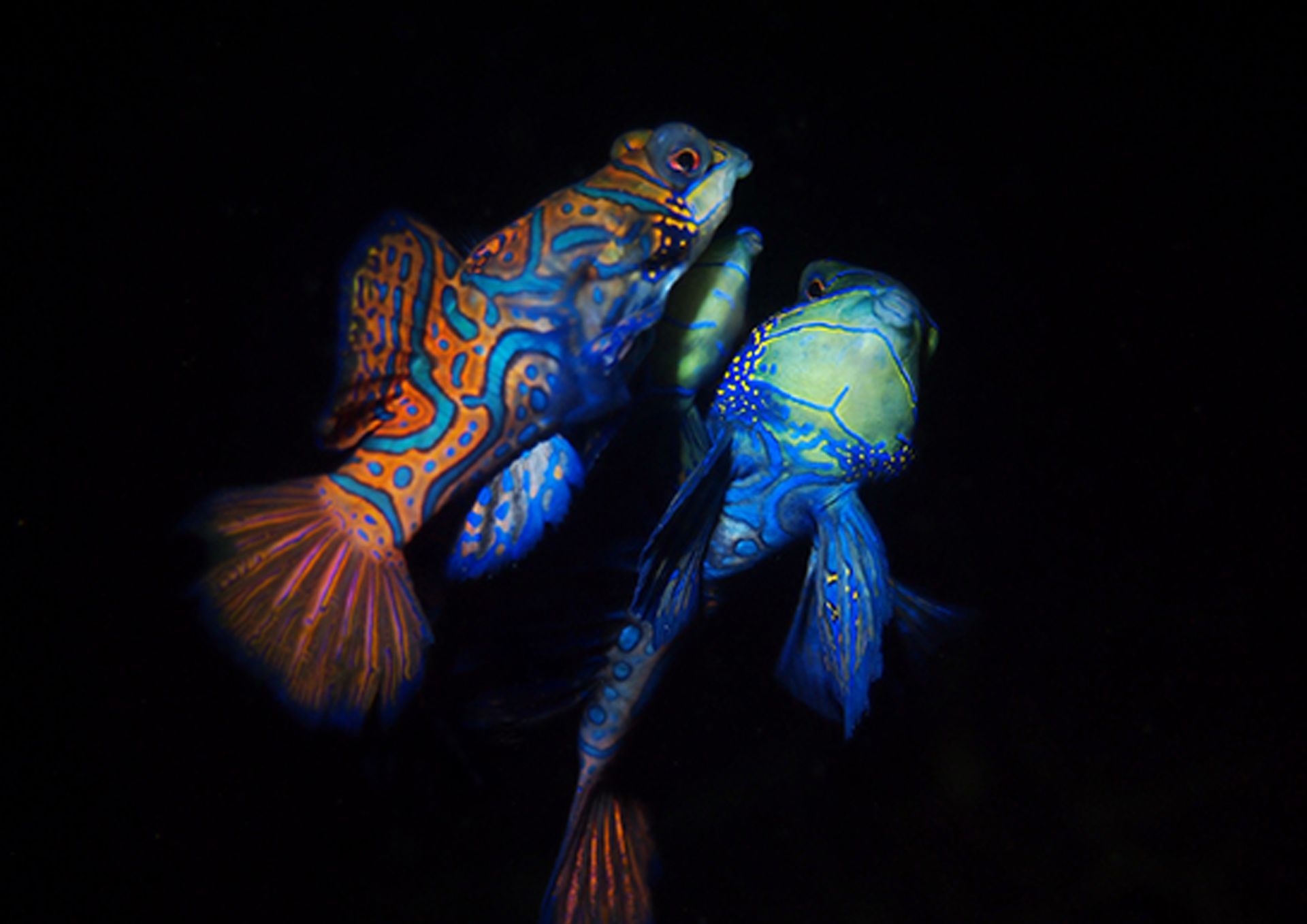 Mandarin Fish - Lembeh