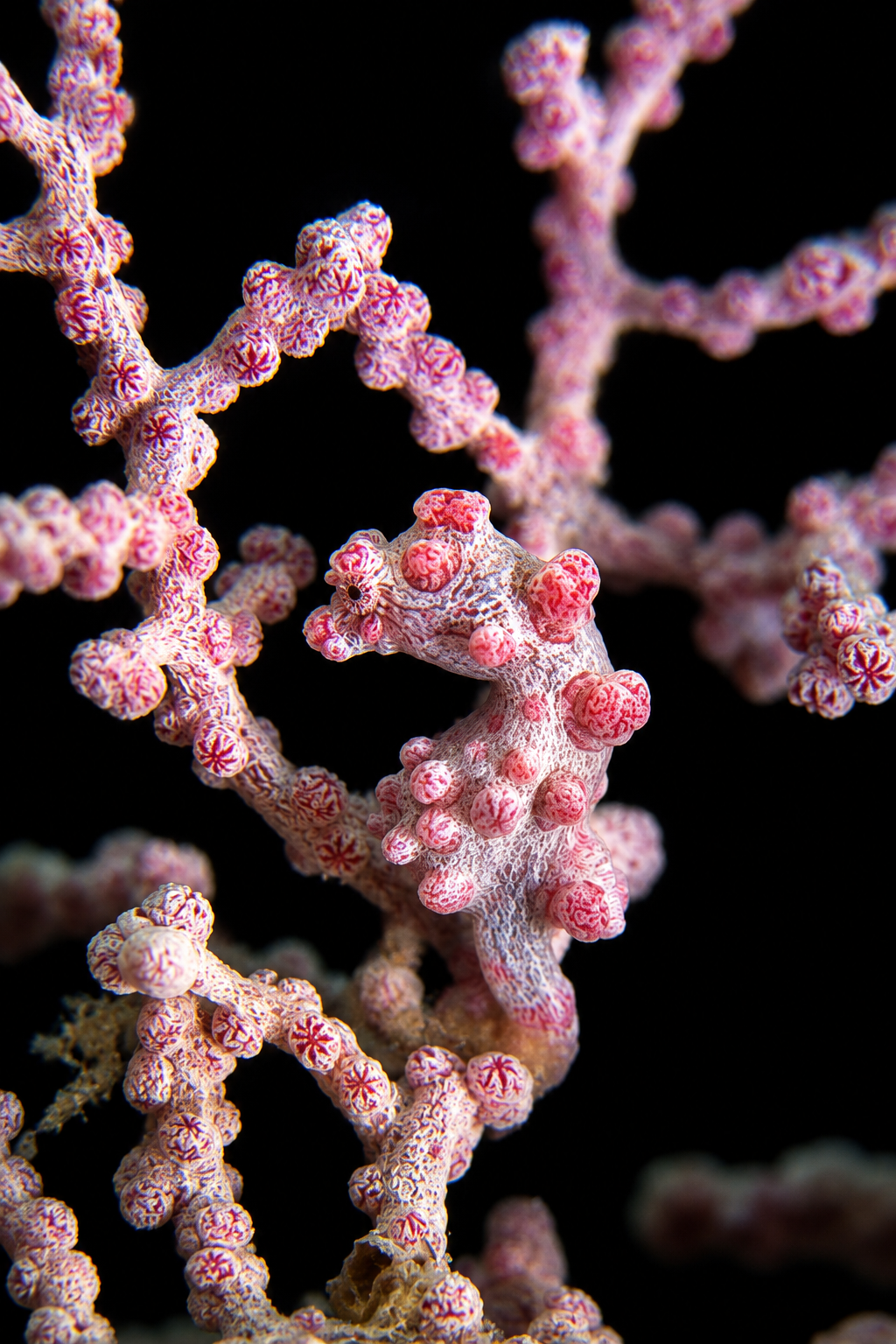 Pink and white coral polyps on branching sea coral against a black background