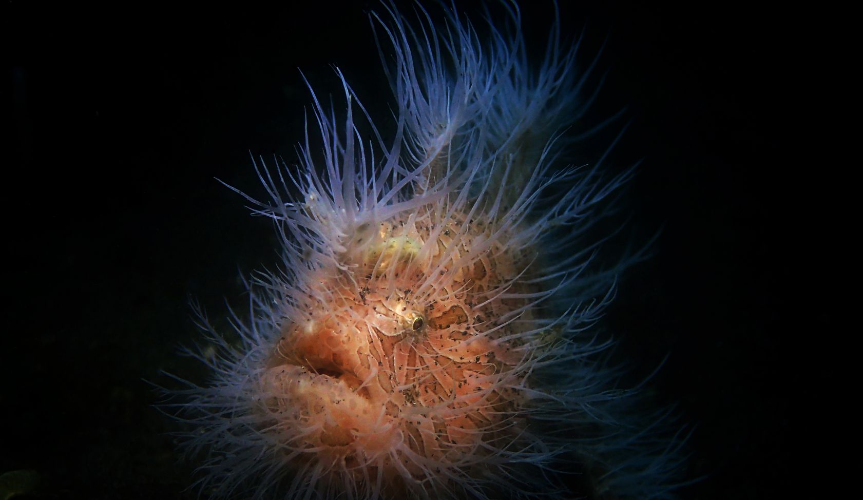 hairy frogfish - Lembeh Muck Dive