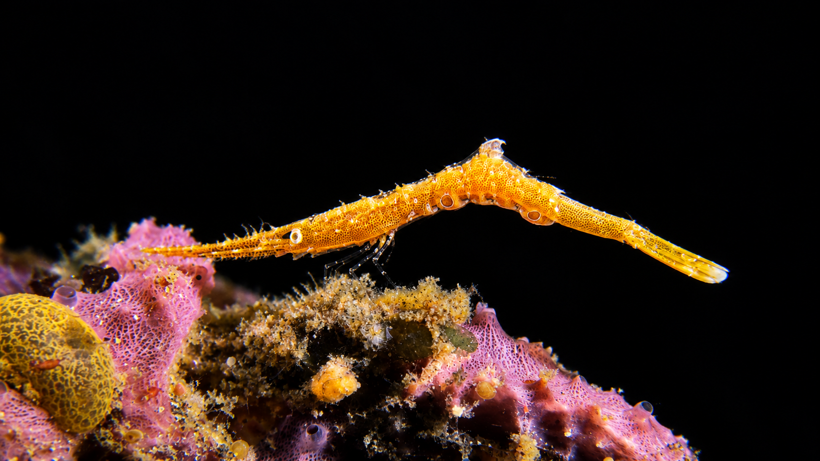 Ocellated Tozeuma shrimp Lembeh much dive