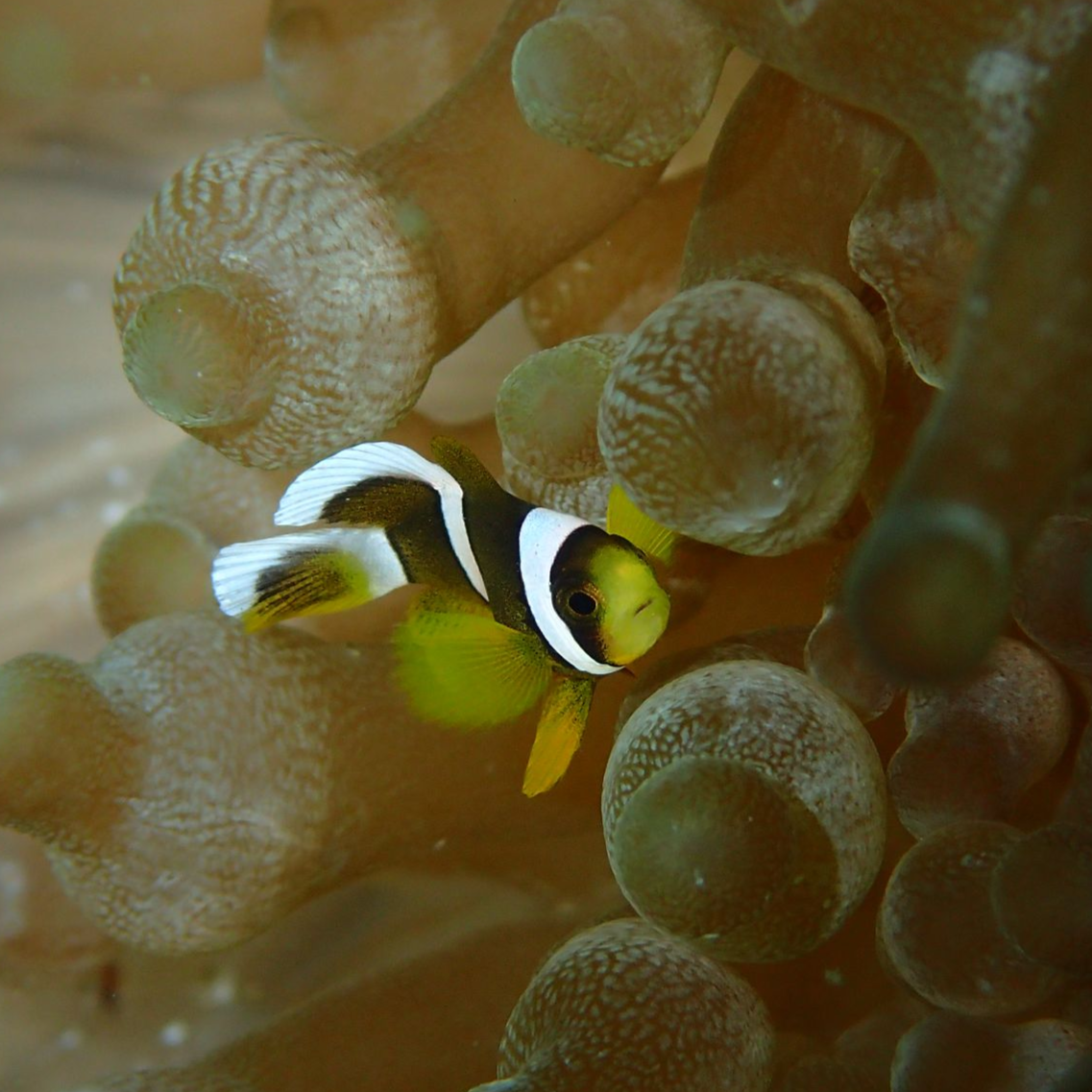 Lembeh muck dive