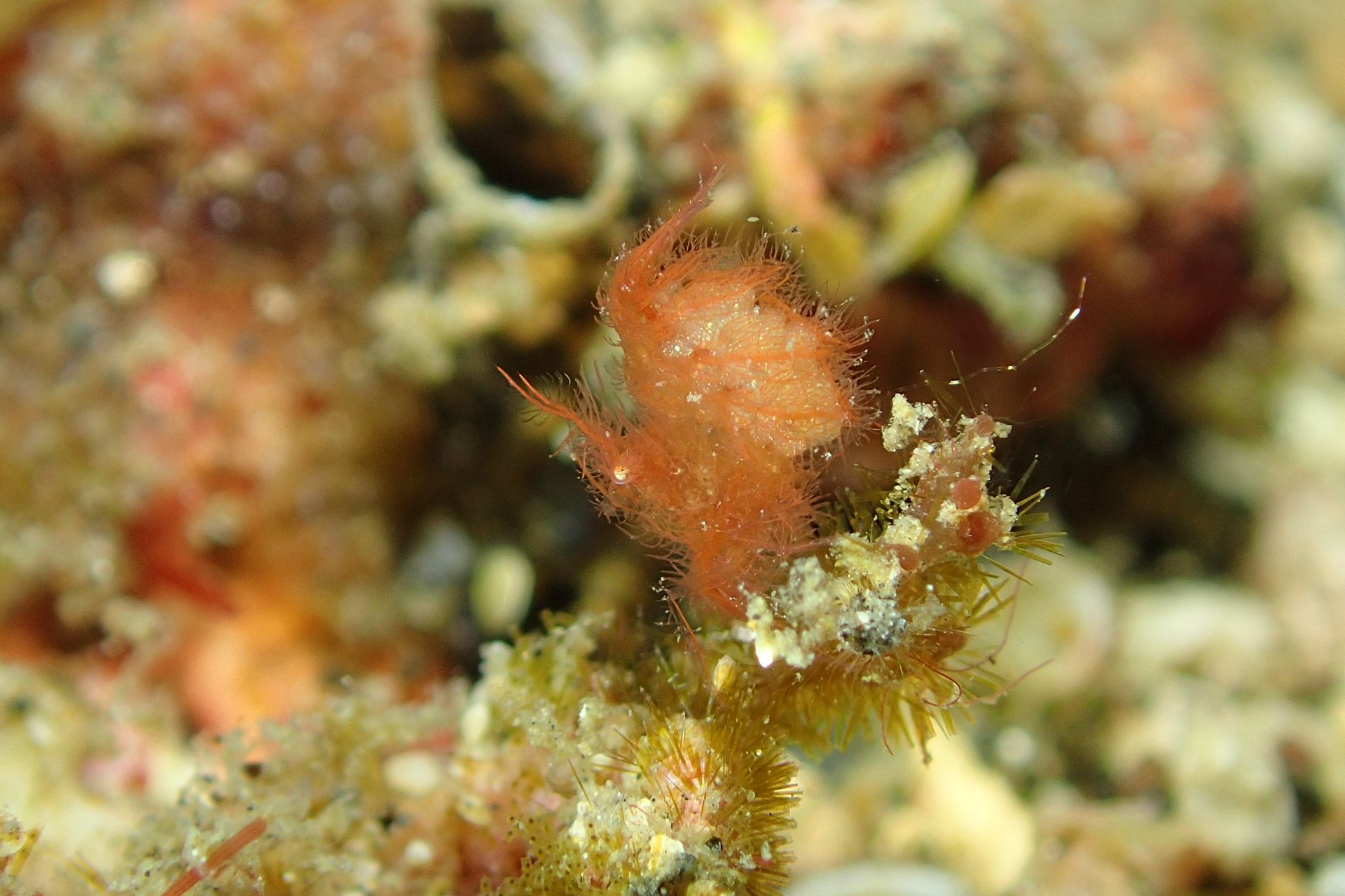 Hairy shrimp - Lembeh Muck dive