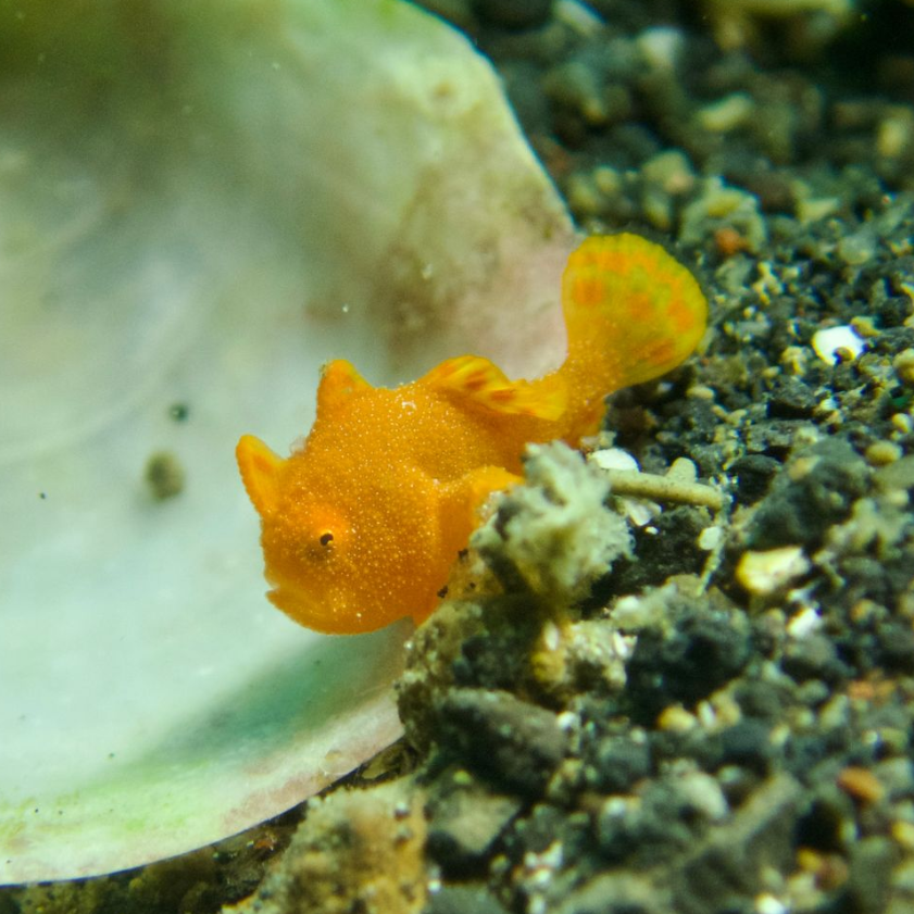 yellow frogfish - Lembeh muck dive