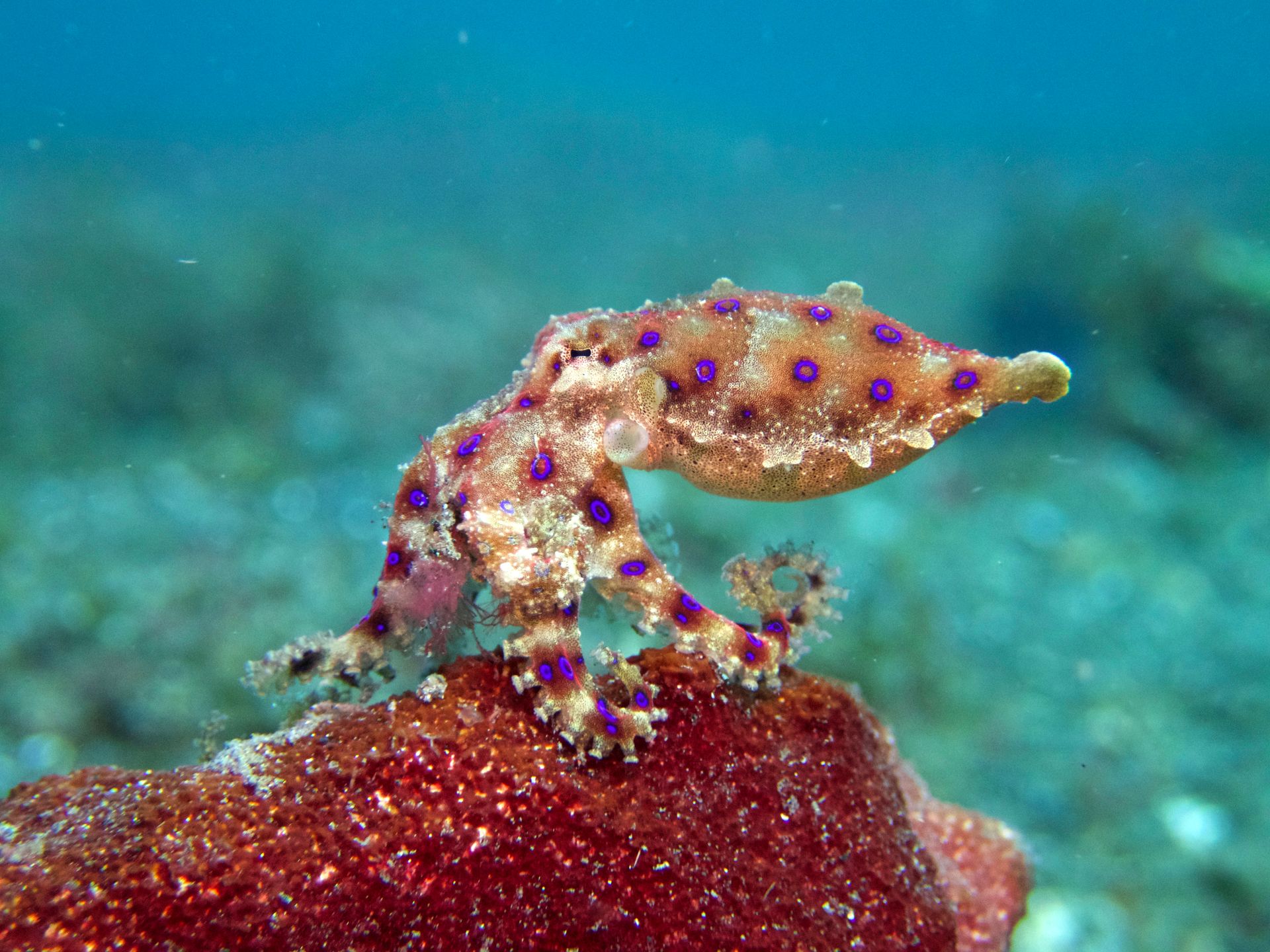 Bluering Octopus - Lembeh muck dive