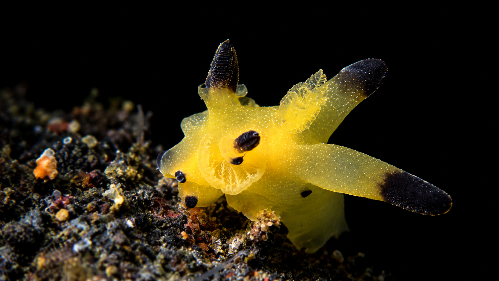 Pikachu nudibranch