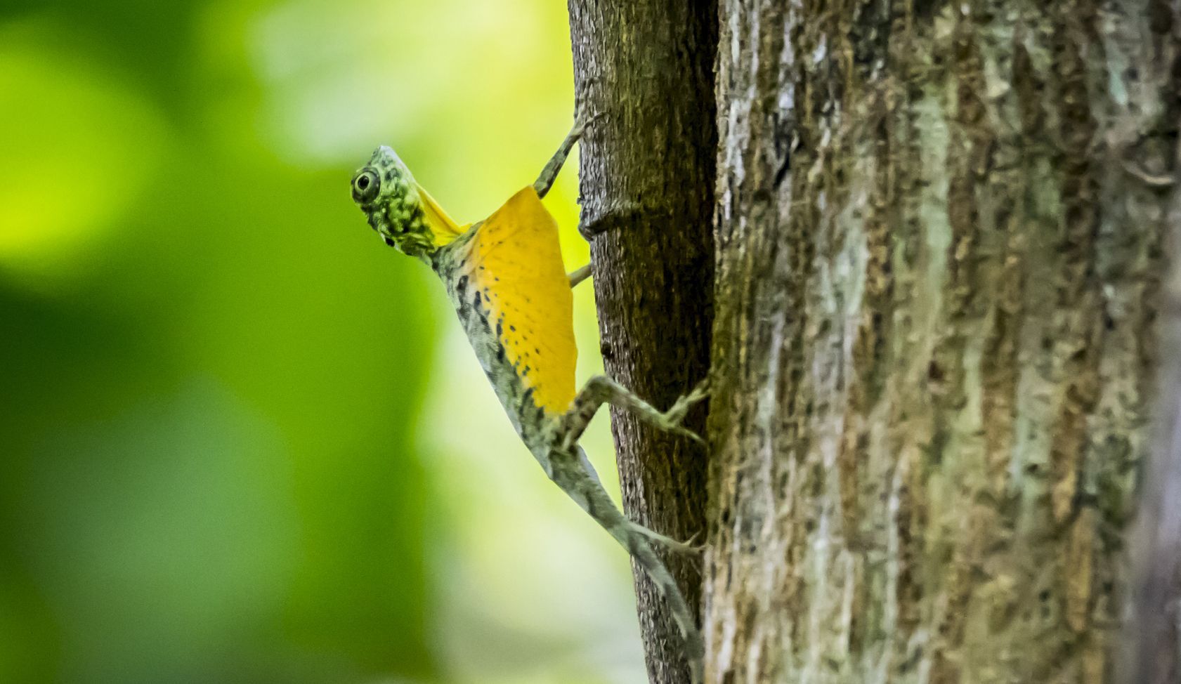 Yellow and green insect clinging to tree bark against a blurred green background