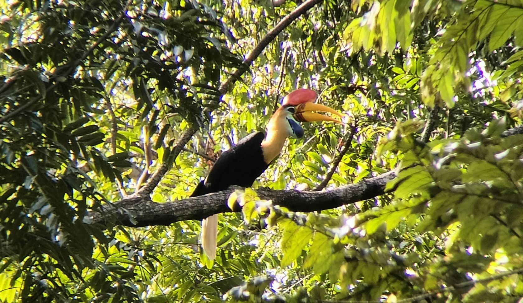 Toucan perched on a tree branch amid green leaves, with a red crest and yellow throat