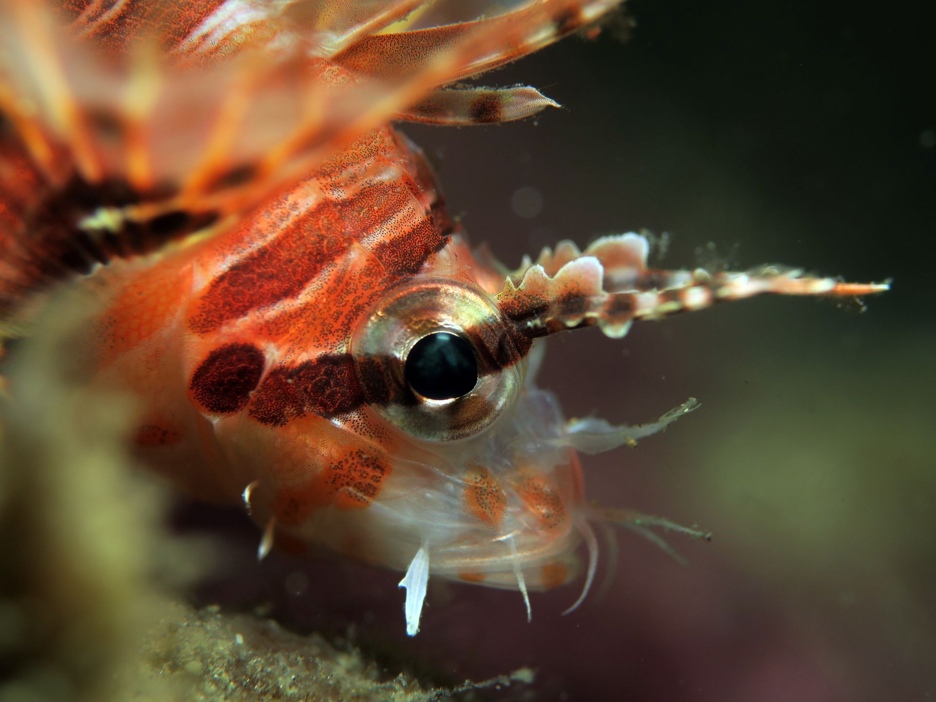 A close up of a lionfish with a black eye.
