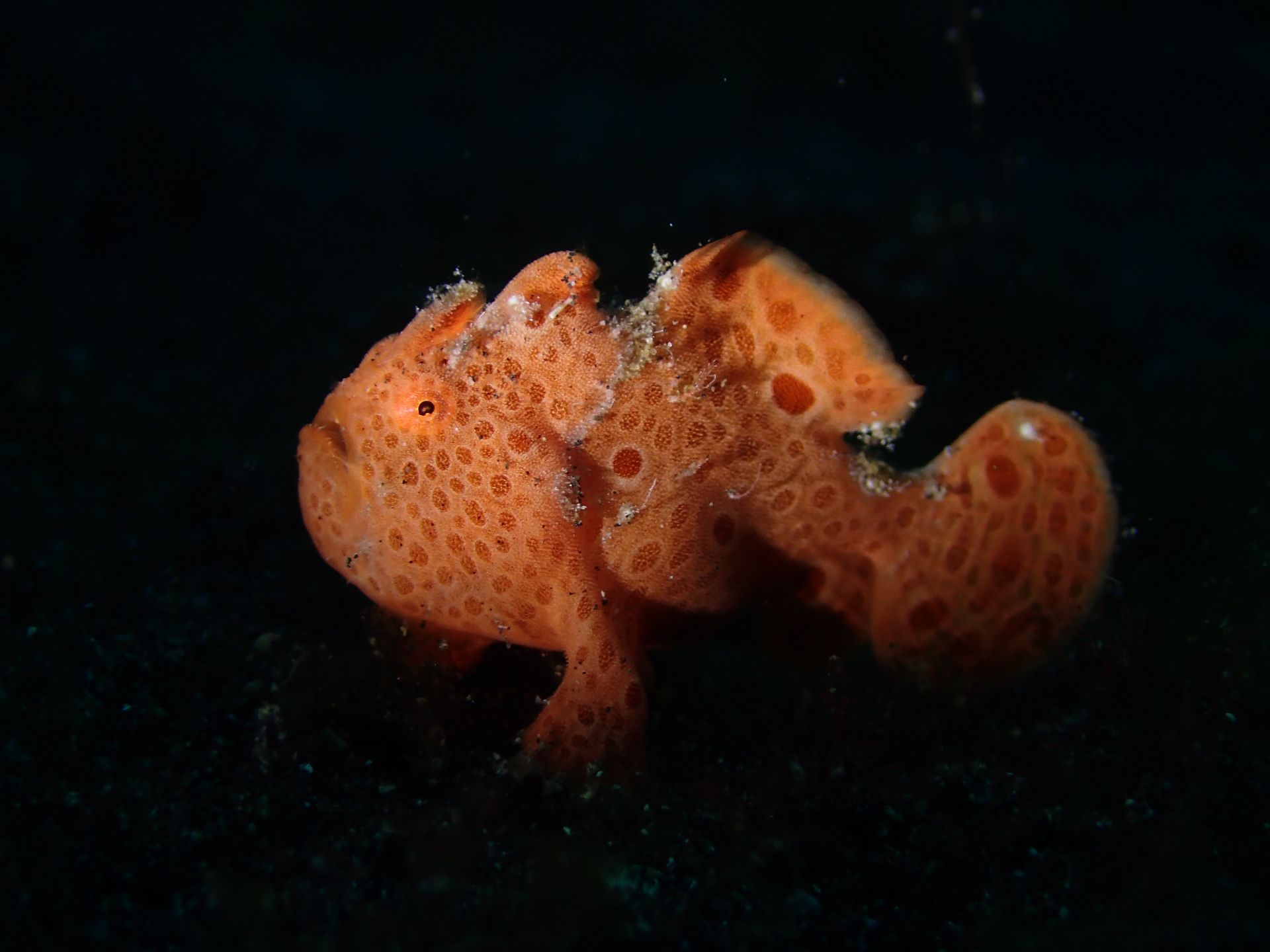 Lembeh Critters - A small orange fish is swimming in the dark water.