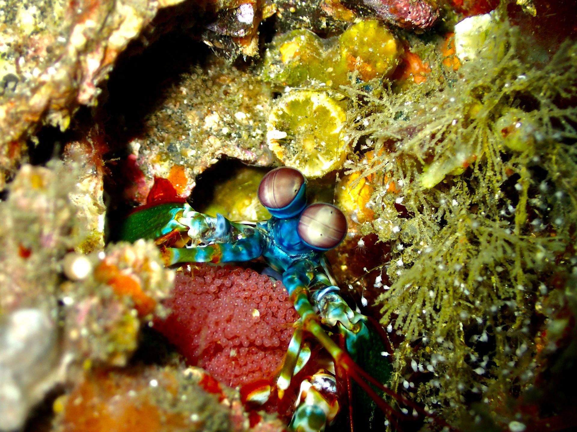 Lembeh Critters - Colorful mantis shrimp peeking from a rocky coral crevice with algae and bubbles