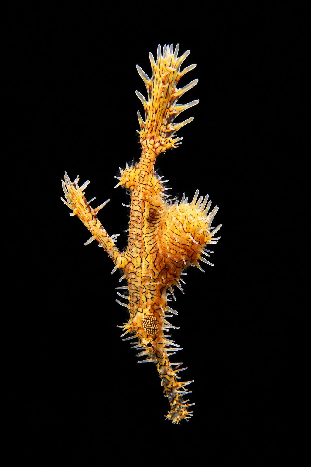Ornate ghost pipefish