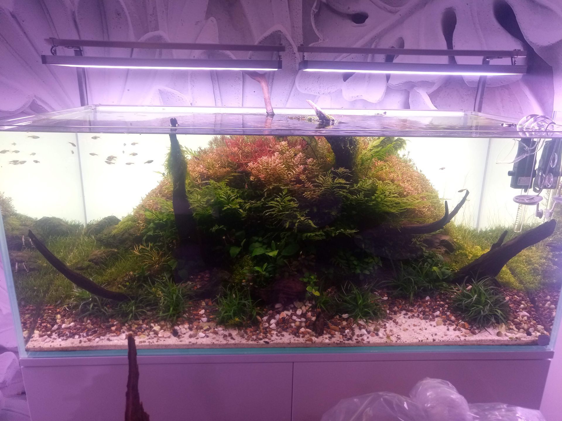 Aquarium inrichting