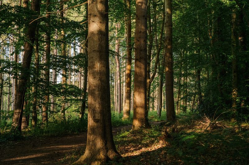 Sunlit forest with tall trees and a dirt path in the shade
