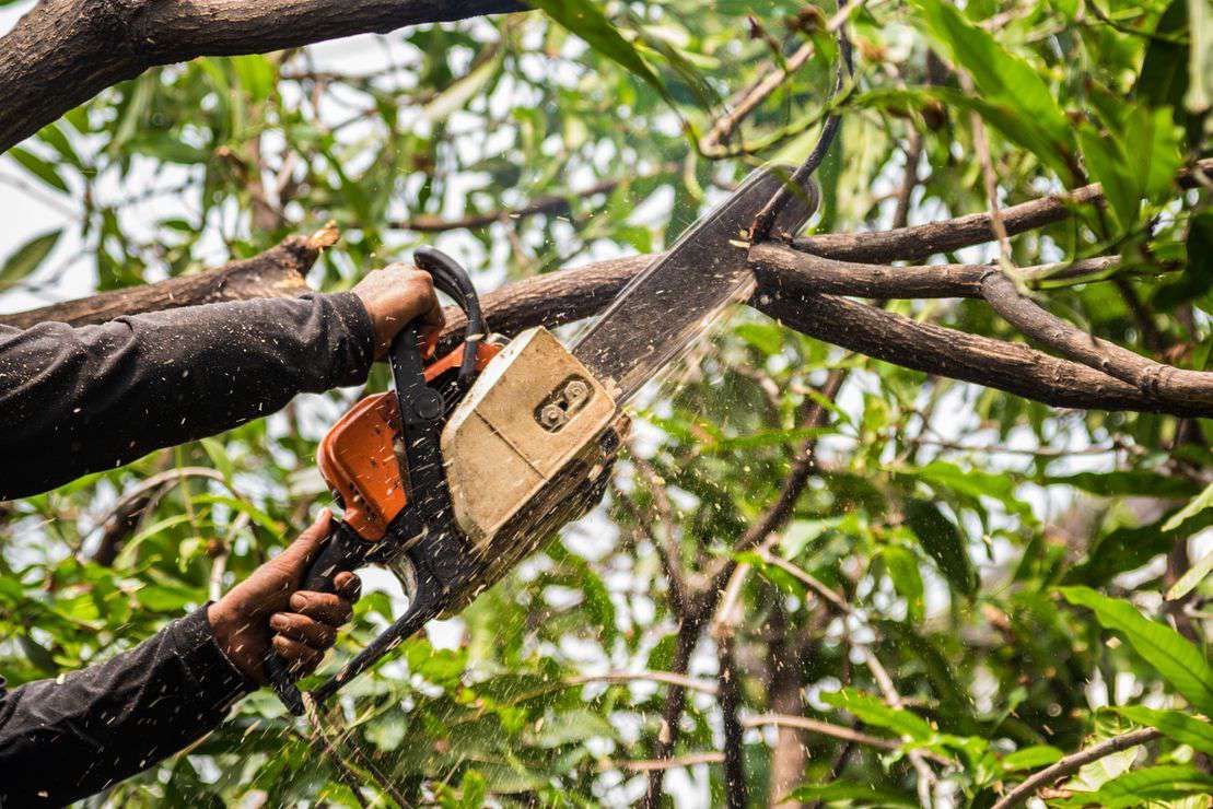 Person cutting a tree branch with a chainsaw in a leafy outdoor setting