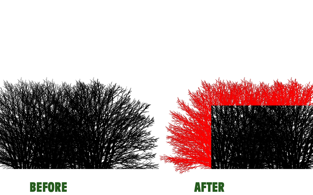 Before-and-after illustration of a black to red plant or brush-like mass on a white background.