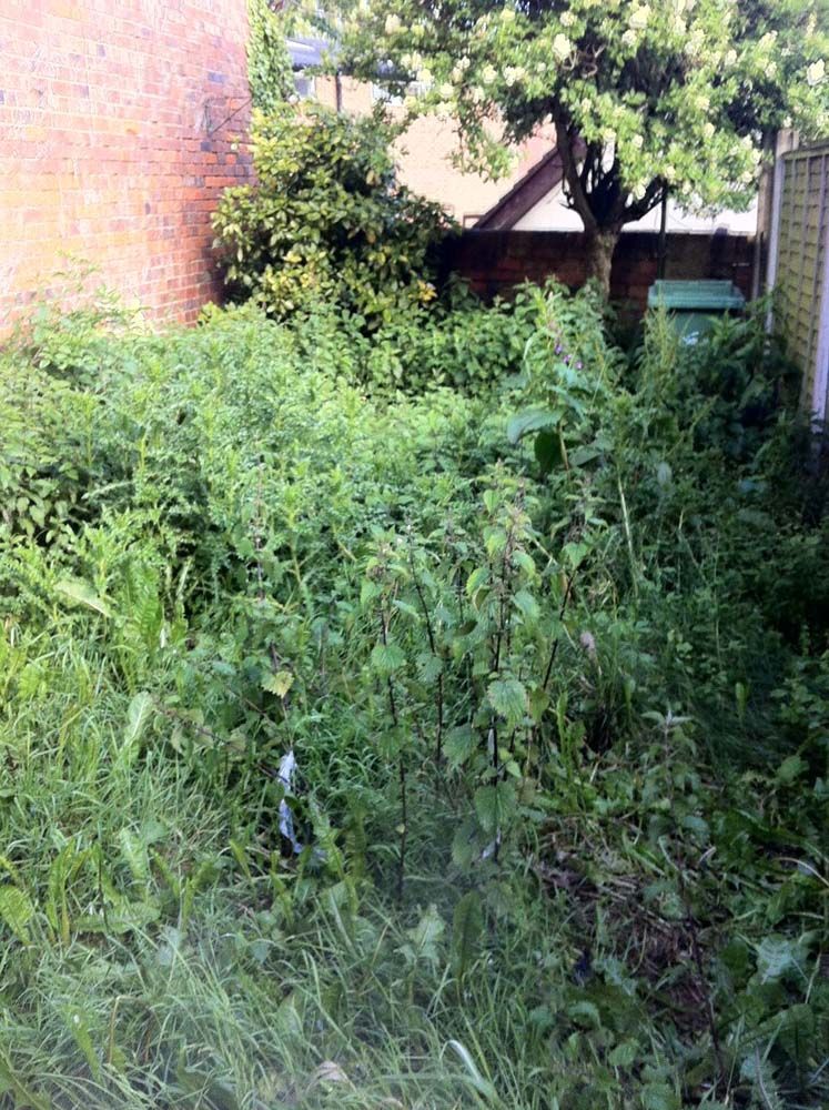 Overgrown backyard with tall weeds, a tree, and a brick wall beside a small shed.