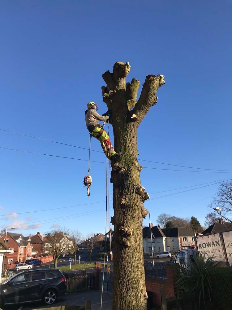 Tree being cut back by a worker on a cherry picker in a suburban street under a clear blue sky.