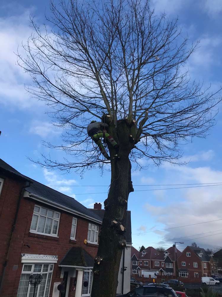 Tree being pruned outside red brick houses under a blue sky