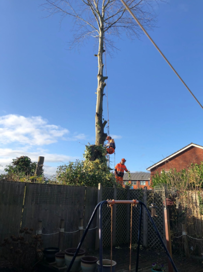 Worker trimming a tall tree beside a house, with a ladder and fence in the yard.