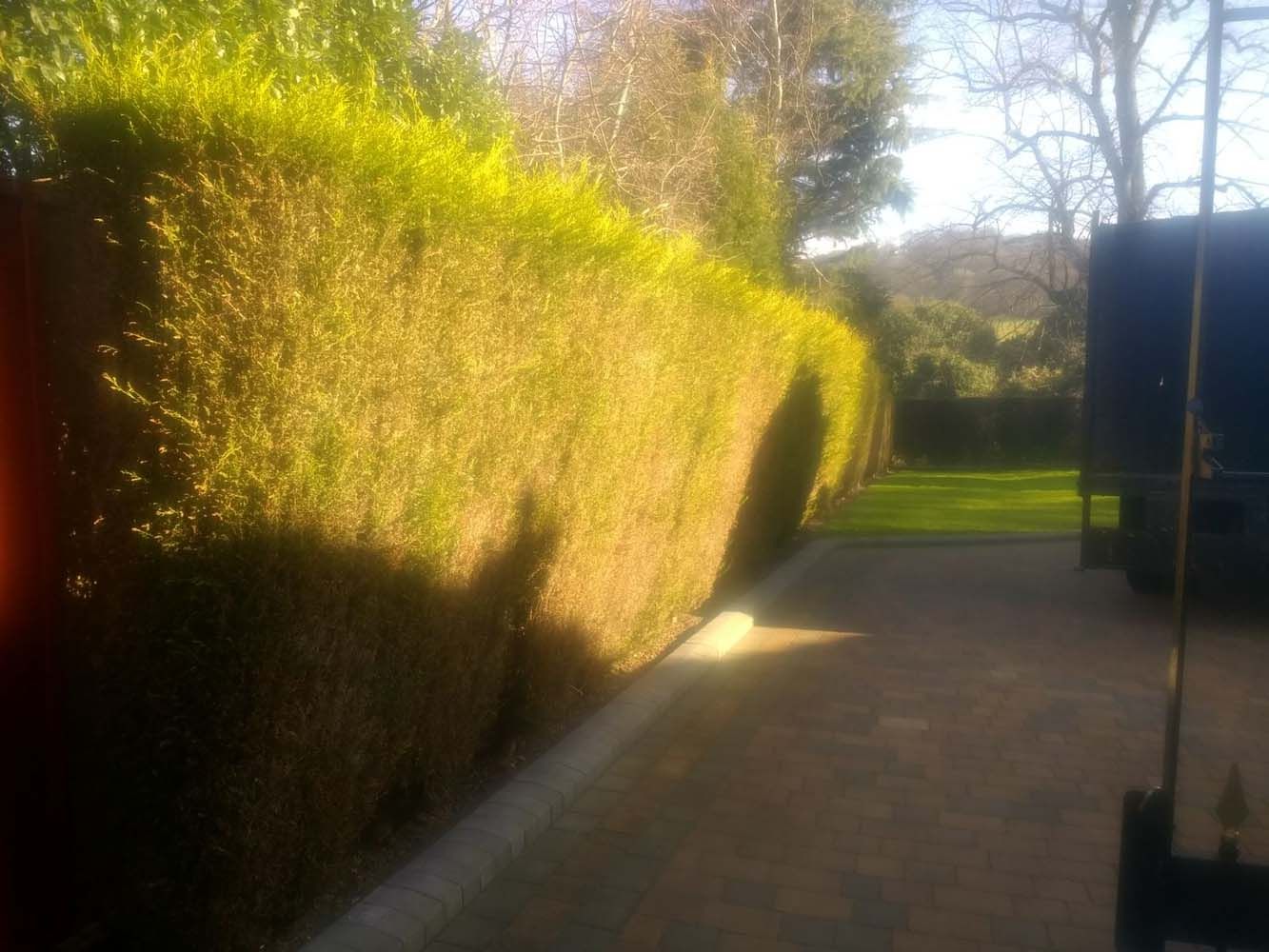 Sunlit garden path beside tall trimmed hedges and leafless trees
