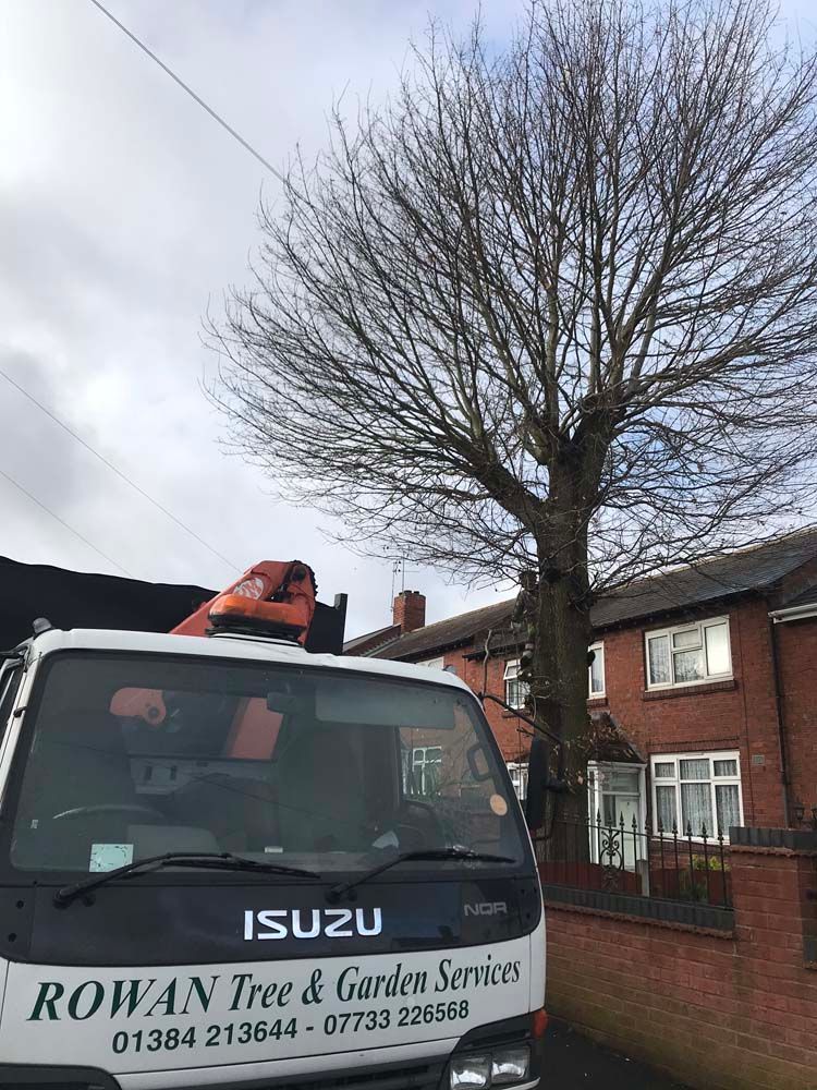 Isuzu tree service truck parked beside a brick house under a leafless tree